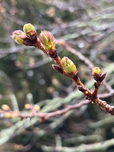 2026年3月18日の様子