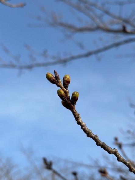2026年3月17日の様子