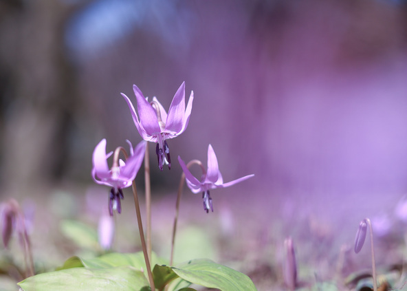 「湯沢観音公園」に咲く“春の妖精”ことカタクリの花（提供：関川村）
