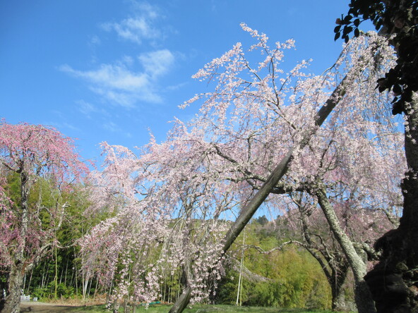 2026年3月24日の様子