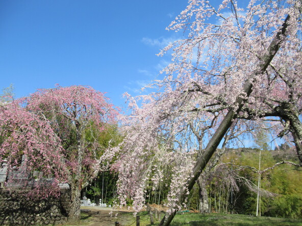 2026年3月24日の様子