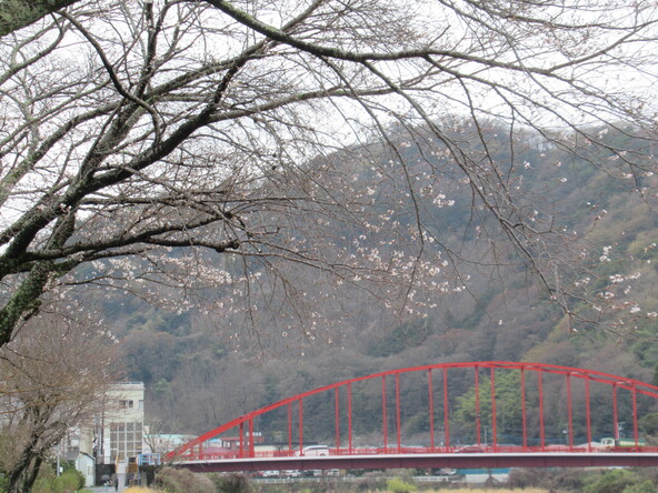 2026年3月23日の様子