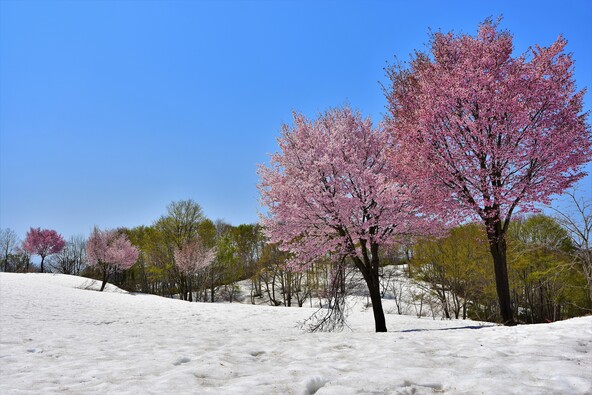 雪国に春を告げる「雪上桜」（提供：魚沼市）