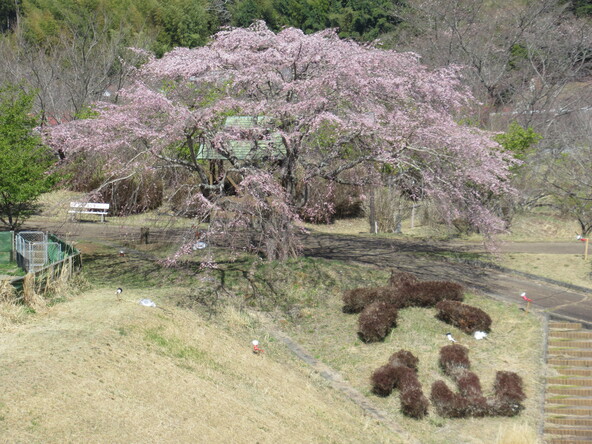2026年3月24日のしだれ桜の様子
