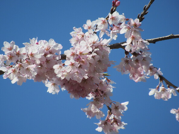 2026年3月24日のしだれ桜の様子