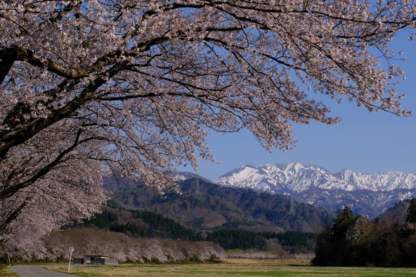 残雪の山々と桜が共演