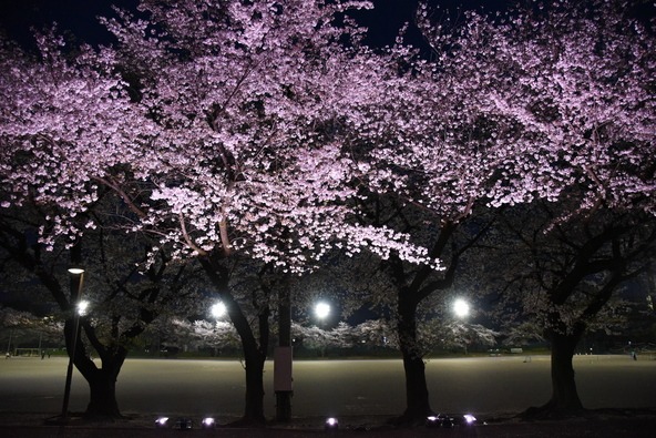 開花期間中はイベント日以外も夜間ライトアップが行われます