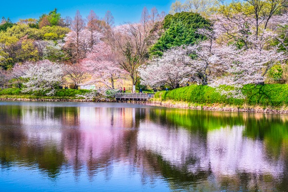 桜が満開時の「県立三ツ池公園」(画像提供：Naokita / PIXTA)