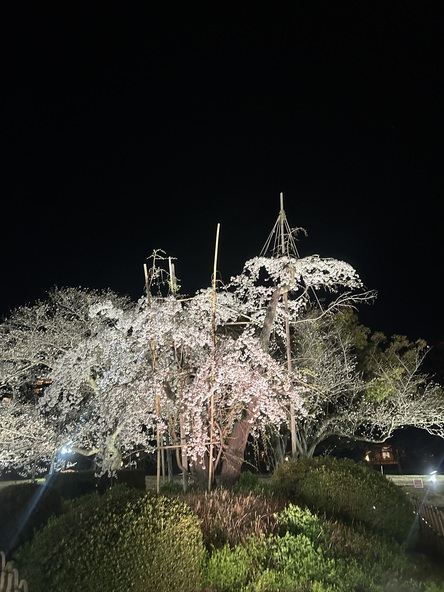 「栗林公園」春のライトアップ過去開催時の様子