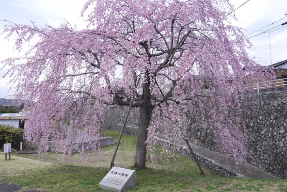 三春の滝桜