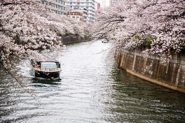 乗船時期によって変わる桜の表情も楽しみのひとつです