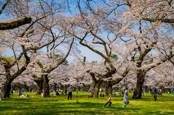 約50種類・1,400本の桜が彩る広大な公園