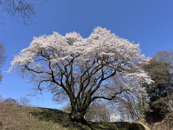 2026年3月24日の様子