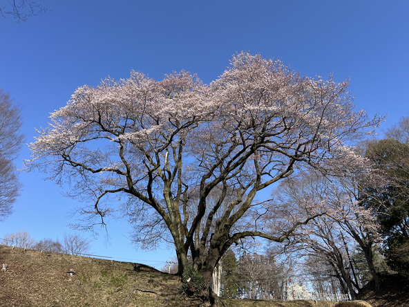 2026年3月17日の様子