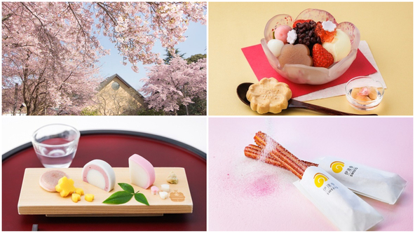 早咲き桜「大漁桜」の名所でお花見