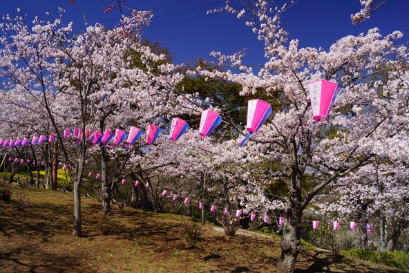 会場は提灯が飾られ華やかな雰囲気が楽しめます