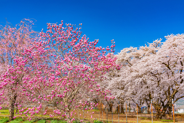 南アルプスを背に咲く紫モクレンと桜（画像提供：Yoshitaka / PIXTA）