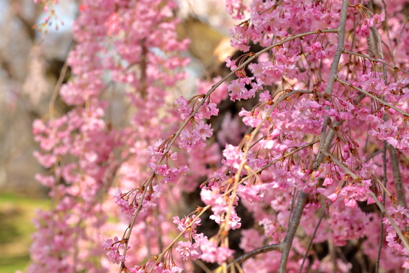 「小諸城址 懐古園」に咲く、満開時の小諸八重紅枝垂（画像提供：Takashi Mizoguchi / PIXTA）