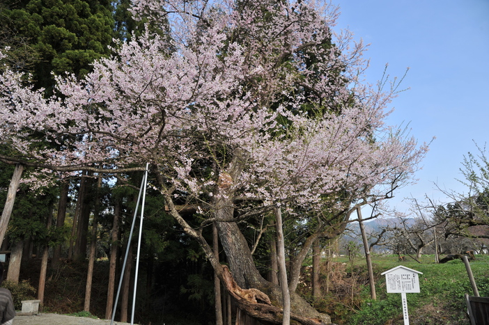 しらたか古典桜の里 さくらまつり（2026年） | 樹齢500年の古典桜が