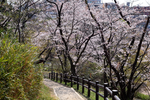 レジャーシートを広げてお花見も♪（画像提供：ノブモ / PIXTA）