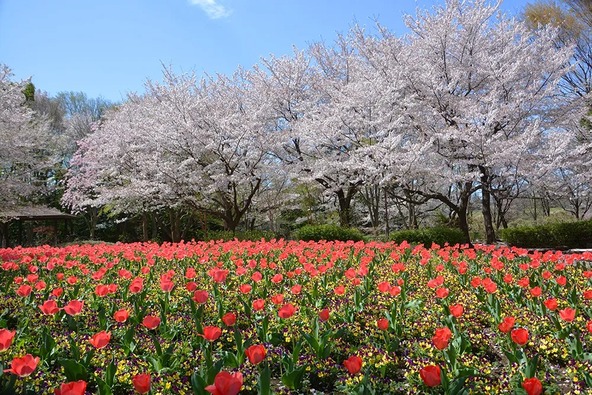 武蔵野の平地林に囲まれたお花畑では、四季折々の花とふれあえます