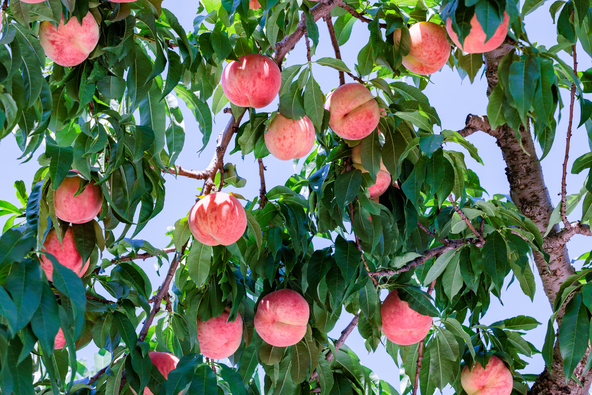 実桃は収穫へ向けて育っていきます（画像提供：shimofamy / PIXTA）