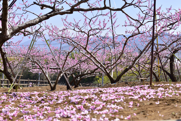 実を大きく育てるため、花の数が調整されています（画像提供：はっちぃ～ / PIXTA）