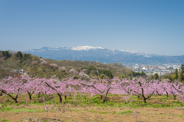 桃の花が広がる畑と、その先にそびえる吾妻山（画像提供：おはぎさん / PIXTA）