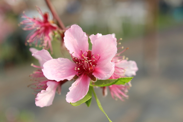桃の花のイメージ（画像提供：nimo / PIXTA）