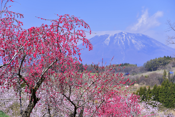 まるで“丹い霞”のように広がる、やさしい春の風景（画像提供：風写 / PIXTA）