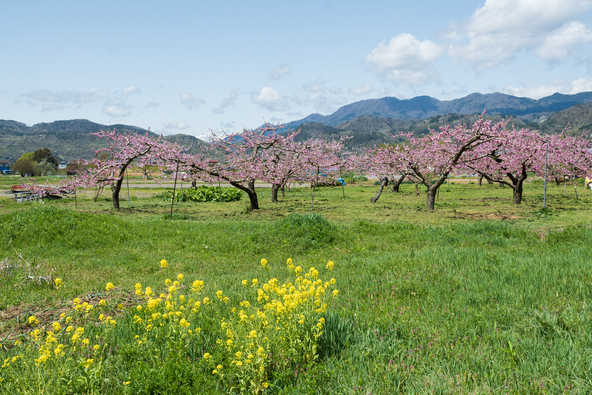 川中島白桃の産地に広がる、春の桃畑の風景（画像提供：eddiemg / PIXTA）