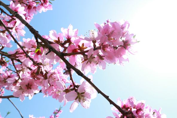 画像はイメージです（画像提供：つっつん / PIXTA）