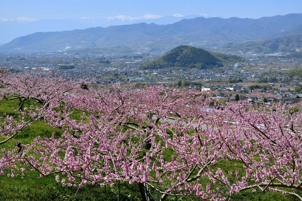 塩山桃源郷に咲く花桃（画像提供：はすまん / PIXTA）