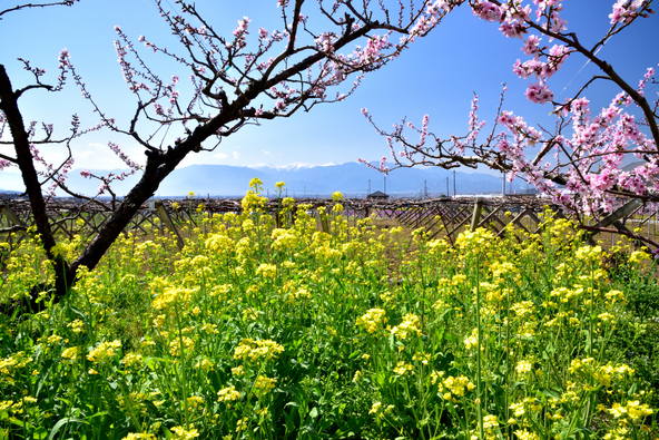 花桃と菜の花が彩る散策路（画像提供：KAZE / PIXTA）