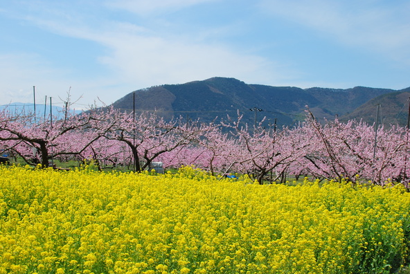 盆地を染めるように広がる、桃の花の絶景（画像提供：NS_graphica / PIXTA）