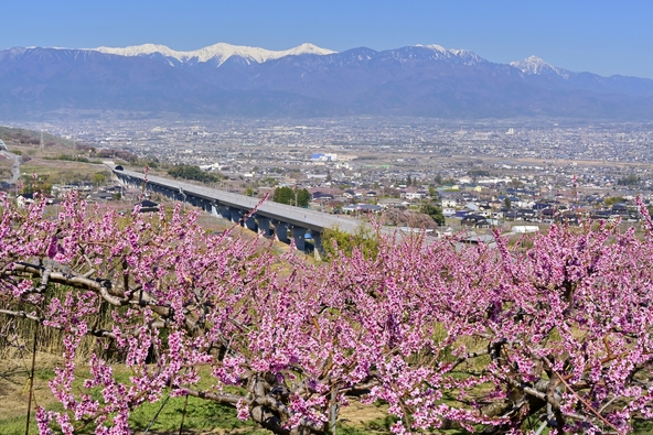 残雪の南アルプスと桃の花が織りなす春の風景（画像提供：はすまん / PIXTA）