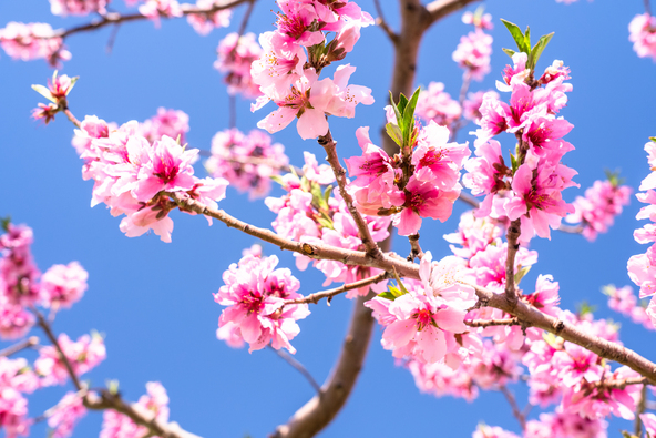 やわらかな桃色が広がり、春の訪れを感じます（画像提供：まちゃー / PIXTA）