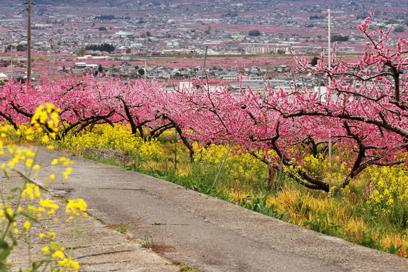 フルーツラインから見下ろす、甲府盆地のまち並み（画像提供：JC.H / PIXTA）