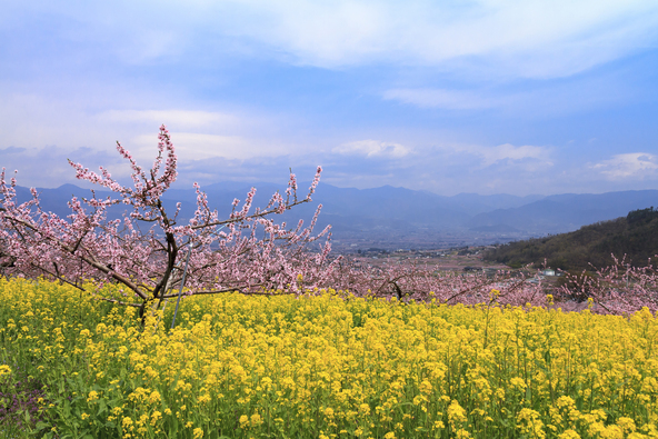 ピーチラインから見渡す、花桃と菜の花のコントラスト（画像提供：Tony / PIXTA）