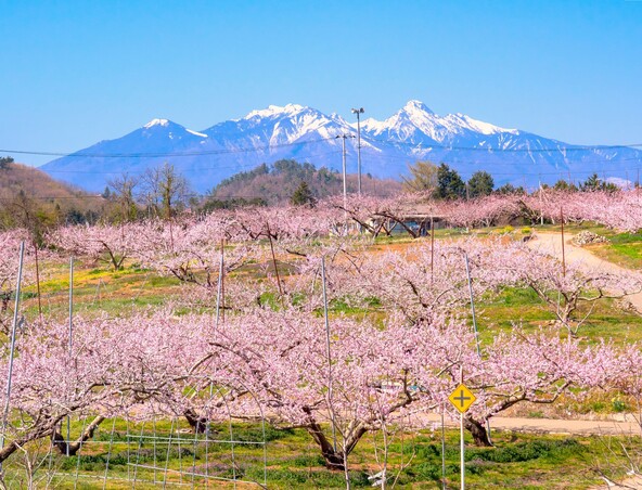 山々に囲まれた新府桃源郷に広がる花桃の景色