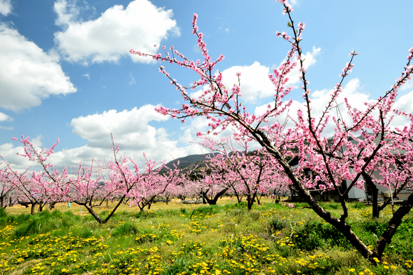 “ひと目十万本”といわれる桃の花が広がる桃源郷（画像提供：k-hiro / PIXTA）