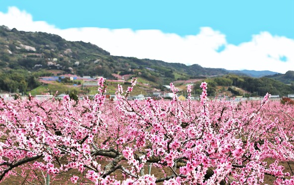 紀の川沿いに広がる、桃源郷のやさしい春の風景（画像提供：yasu / PIXTA）
