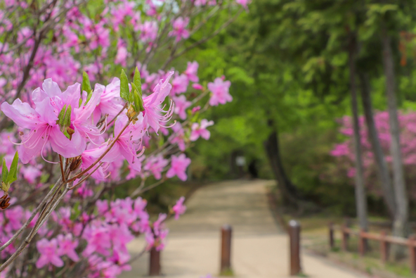 新緑の中に咲くコバノミツバツツジ（画像提供：kimtoru / PIXTA）