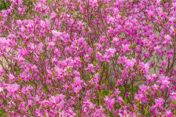 満開のコバノミツバツツジはとても華やか（画像提供：kimtoru / PIXTA）