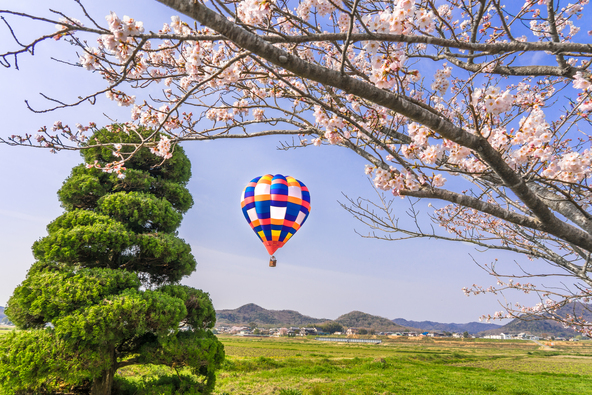 11月から5月上旬の飛行シーズンには、全国から多くの気球チームが訪れます（画像提供：xxtakanorixx / PIXTA）