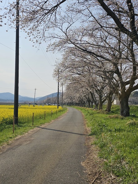 2026年3月29日の様子