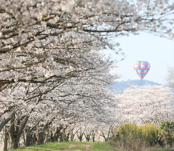 万願寺川河川敷の桜が満開時の様子（画像提供：加西市）