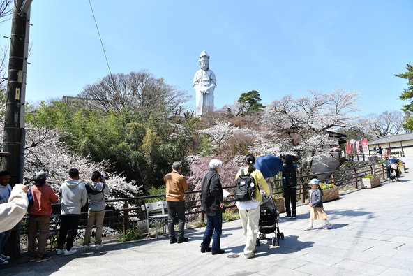 どちらの会場でも、美しい桜が見られるのもうれしいポイント
