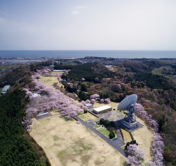 パラボラアンテナと桜が隣りあう、ほかではなかなか見られない景色が広がります