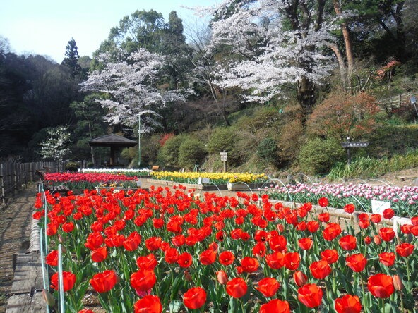 約500本の「ソメイヨシノ」もチューリップと同じ4月上旬ごろに見頃を迎えます